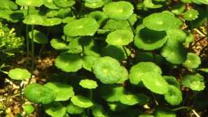 Хидрохотла вертикално, лапи и вода